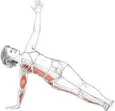 More Reasons To Plank Yoga Anatomy Yoga Muscles Yoga