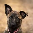 Dutch Shepherd Puppies For Sale - AKC PuppyFinder