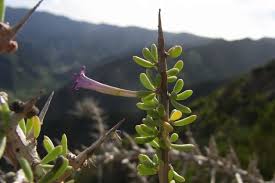 Image result for Lycium mascarenense