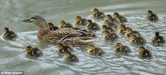 Record Breaking Mallard Takes To The Water With Huge Brood