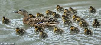 record breaking mallard takes to the water with huge brood