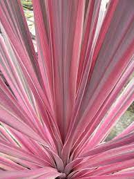 Plant Talk Cool New Plants Pink Plant Evergreen Plants Plants