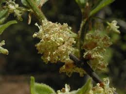 Image result for Celtis africana