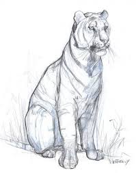 Pin By A M Sheeplike On Art Animal Drawings Animal Sketches Big Cats Art