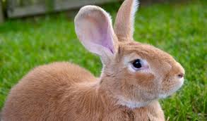 He is dubbed as the king of rabbits, the universal rabbit, and the gentle giant. Flemish Giant Rabbit