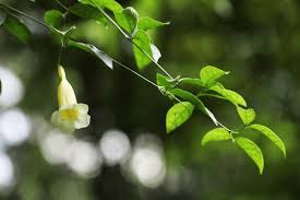 Image result for Hyparrhenia anemopaegma