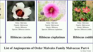 Image result for Hibiscus sidiformis
