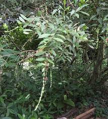 Image result for Pouchetia baumanniana