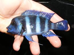 How to keep and feed the humpheads of lake tanganyika.there are two species described: Roger Miles Zaire Blue Frontosa Fish Store Review Tropical Fish Site