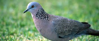 Let me tell you a little bit about. Feral Spotted Turtle Dove Trapping Land For Wildlife Garden For Wildlife Central Australia