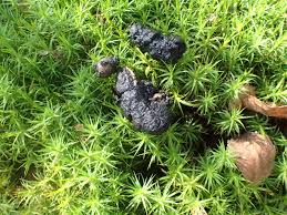 Image result for marten poop