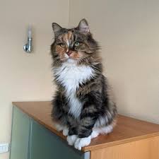 Advertise, sell, buy and rehome siberian cats and kittens with pets4homes. Chloe S Siberians Kittens Siberian Kittens Siberian Cat For Sale Siberian Kittens For Sale