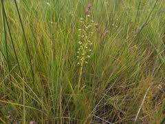 Image result for Habenaria humilior