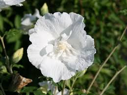 Hibiscus syriacus white pillar® if you crave a bit more color, the pillar® series also offers purple pillar®. Garteneibisch White Chiffon Hibiscus Syriacus White Chiffon Baumschule Horstmann