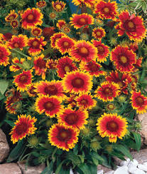 Many will even be encouraged to bloom again if cut flowers are gathered. Learn About Gaillardia