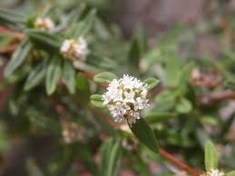 Image result for Spermacoce