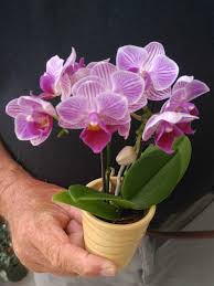 How can i attract luck? Lucky Plants To Attract Prosperity Positive Energy And Good Luck Indoors