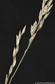 Image result for Poa binata