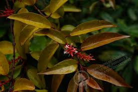 Image result for Helixanthera