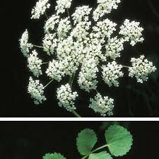 Image result for Pimpinella robynsii