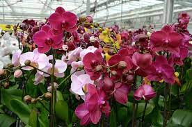 How Do Orchids Grow Fascinating Life Cycle Of Growing Orchids Growing Orchids Orchids Beautiful Orchids