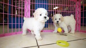 adorable miniature poodle puppies for