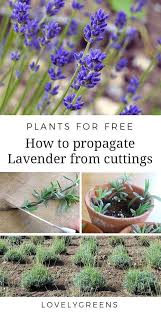 The most appropriate time for lavender to grow at its best is after the soil starts to warm up in the spring. Plants For Free How To Propagate Lavender From Cuttings Lovely Greens How To Propagate Lavender Plants Lavender Plant