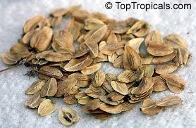 Image result for Steganotaenia