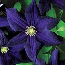Maybe you would like to learn more about one of these? 25 Dark Purple Clematis Seeds Bloom Climbing Perennial Garden Flower Toadstoolsseeds Flowers Perennials Flowering Vines Clematis