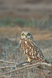 shortearedowl the desert beauty from The Little Rann of Kutch, always a  spectacular visual treat to watch it in flight with its beautiful textured  wings and marvelous eyes with a Bold look.