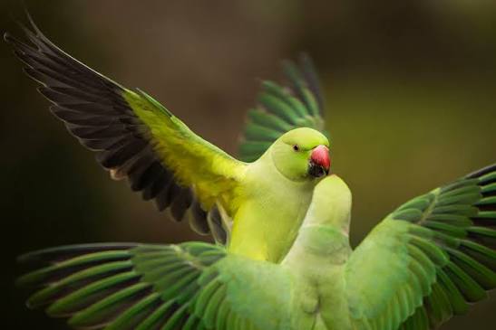 Photos: The Parakeets of London - The Atlantic