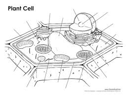 Select from 35641 printable crafts of cartoons, nature, animals, bible and many more. 34 Blank Plant Cell Diagram To Label Labels For Your Ideas