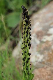 Image result for Corycium