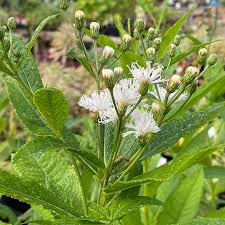 Image result for Vernonia natalensis