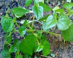 Teh jati cina sebenarnya merupakan seduhan daun jati cina yang berwarna merah kecoklatan sehingga menyerupai teh dari daun teh pada umunya. Inilah Khasiat Dan Manfaat Sirih Cina Untuk Kesihatan Kita My Info Maya