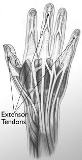 • baseball mallet finger • jersey finger • gamekeeper's / skier's thumb (ucl) • bennett's fracture • metacarpal neck fractures (boxer's) • metacarpal shaft fractures • trigger finger. Mallet Finger Baseball Finger Orthoinfo Aaos