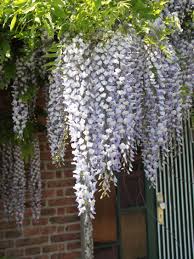 Blauregen Glyzine Wisterie Chinesischer Blauregen Wisteria Sinensis Baumschule Horstmann Blauregen Wisteria Sinensis Pflanzen