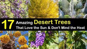 A garden filled with nonflowering plants can be just as stunning and colorful as a garden filled with bright blooms. 17 Amazing Desert Trees That Love The Sun And Don T Mind The Heat