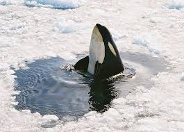 Wildlife in Antarctica - Types of ...