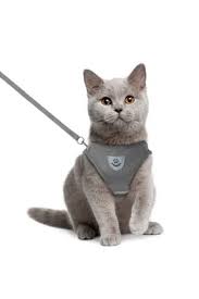 Pet Aksesuar Gri S Beden Tasmali Kedi Kiyafeti Kucuk Irk Kopek Reflektorlu Trendyol