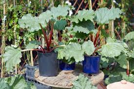 Maybe you would like to learn more about one of these? How To Grow Rhubarb In Containers Gardener S Path
