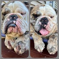 Chicago English Bulldog Rescue |  𝐁𝐞𝐜𝐨𝐦𝐞 𝐚 𝐁𝐮𝐥𝐥𝐝𝐨𝐠  𝐇𝐞𝐚𝐥𝐭𝐡 𝐇𝐞𝐫𝐨 𝐓𝐨𝐝𝐚𝐲! We have several dogs in our care, which  can be expensive, and want to be able to continue helping... | Instagram