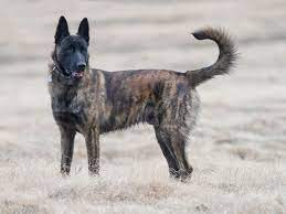 Npv 149 changing breed standards until 1914 there were a lot of changes in the breed standard. Dutch Shepherd Full Profile History And Care