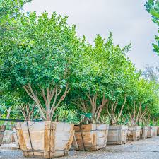 Image result for Ficus conraui