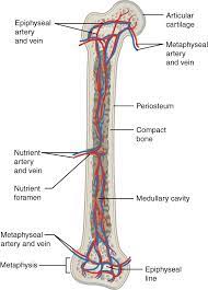 A labeled diagram of a long bone. 6 3 Bone Structure Anatomy Physiology