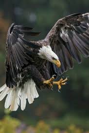 Epingle Par Algret Sonia Sur Animals Animaux Domestiques Photo Animaux Animaux Sauvages
