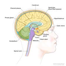 It is a type of advanced cancer. Pituitary Tumors Treatment Pdq Pdq Cancer Information Summaries Ncbi Bookshelf