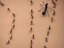 Getting rid of flying ants is very similar to getting rid of any household ant. Summer Pest Control Ant Types Networx