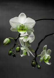 Green Orchid Orquideas