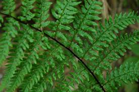 Image result for Pityrogramma calomelanos